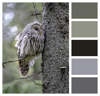 Bird Of Prey Owl Ural Owl Image